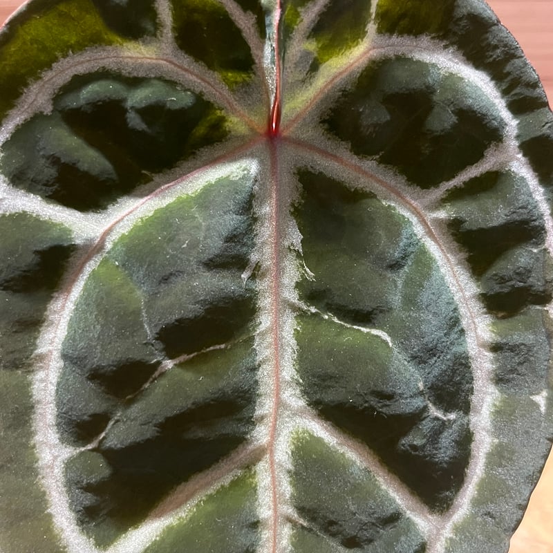 アンスリウム ワンダーボーイピンク（オリジナル）×ミシェル | GREEN LUCK