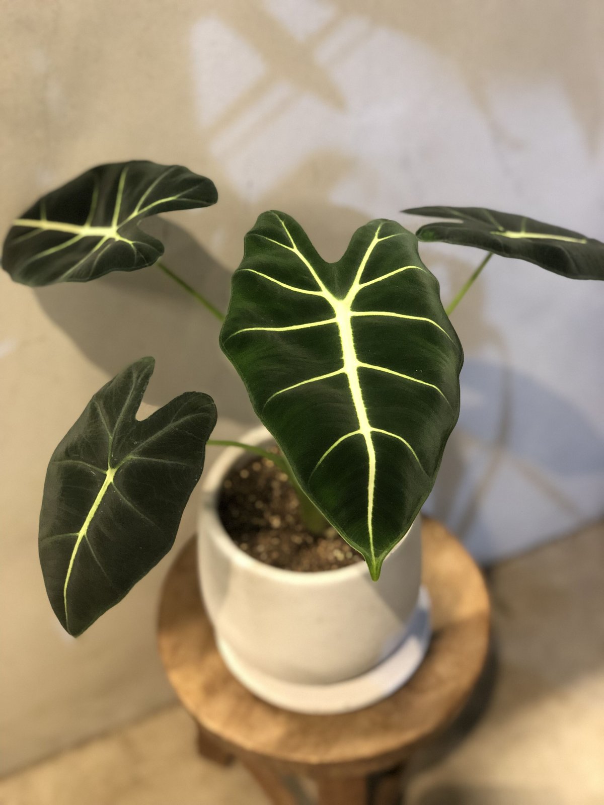 アロカシア グリーンベルベット | GREEN LUCK