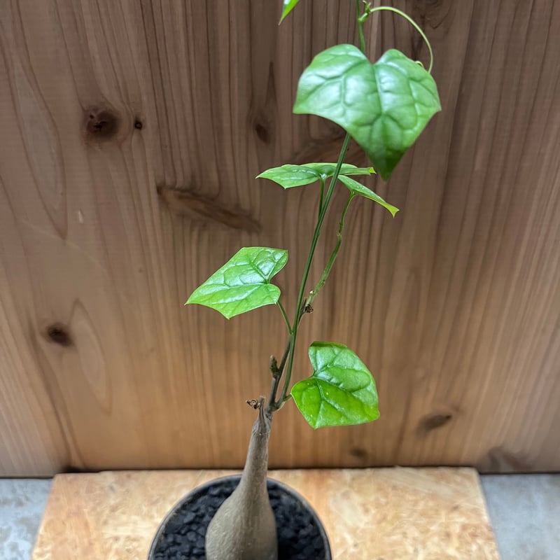 【美形ボコ肌　ゲラルダンサス　マクロリザス】盆栽風 美形ボコ肌 ゲラルダンサス マクロリザス】盆栽風