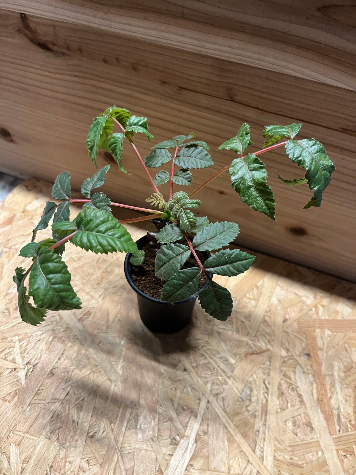 植物ベイセリアメキシカーナ ベイセリア：メキシカーナ 3号鉢植え の通販 | 園芸ネット