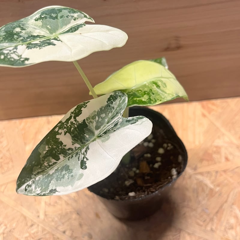 アロカシア グリーンベルット 斑入り | GREEN LUCK