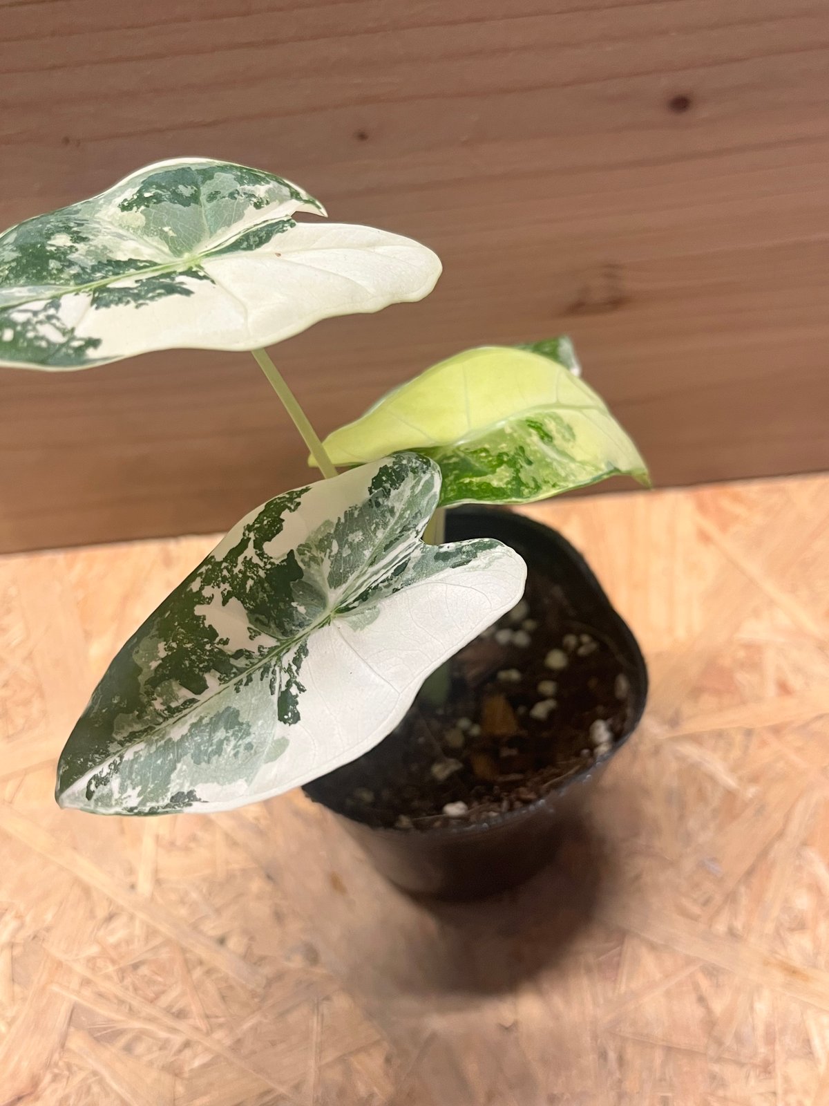 アロカシア グリーンベルット 斑入り | GREEN LUCK