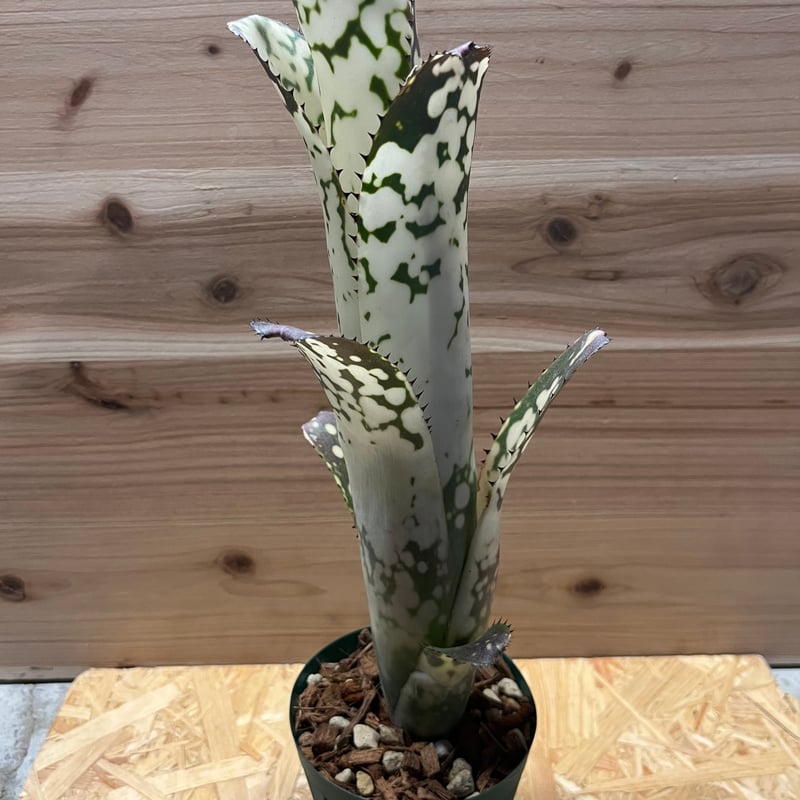 ビルベルギア メリーモナーク | GREEN LUCK