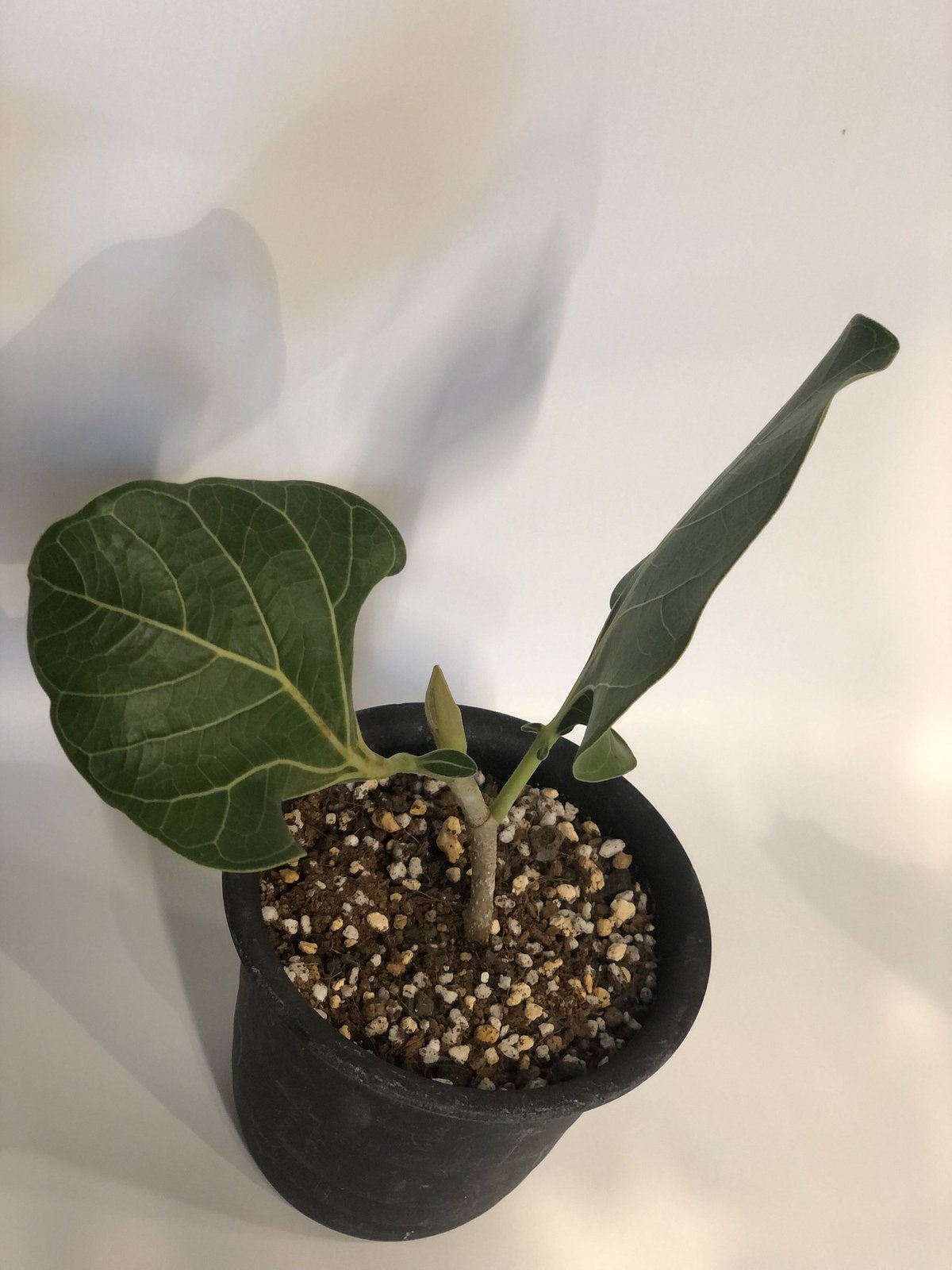 フィカス クリシュナボダイジュ | GREEN LUCK