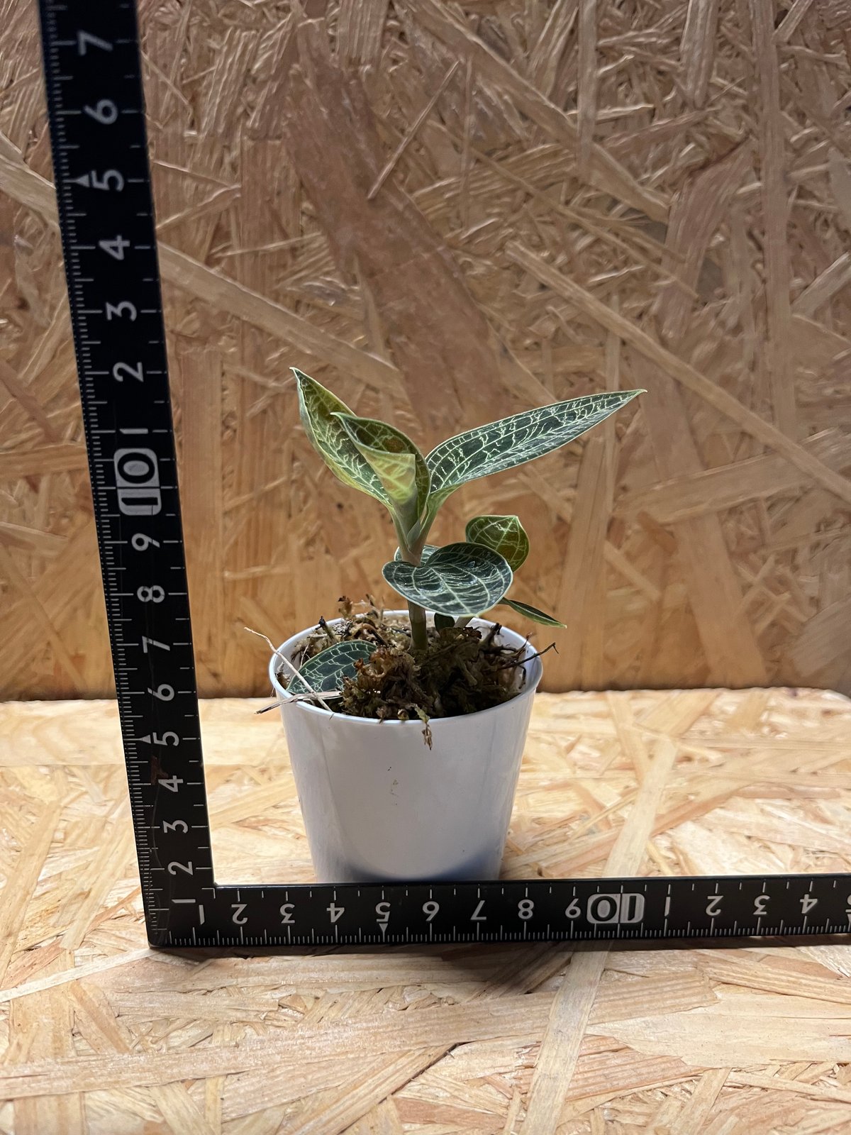 ジュエルオーキッド　マコデス　ペトラ ジュエルオーキッド『マコデス・ペトラ』 | Planet Plants