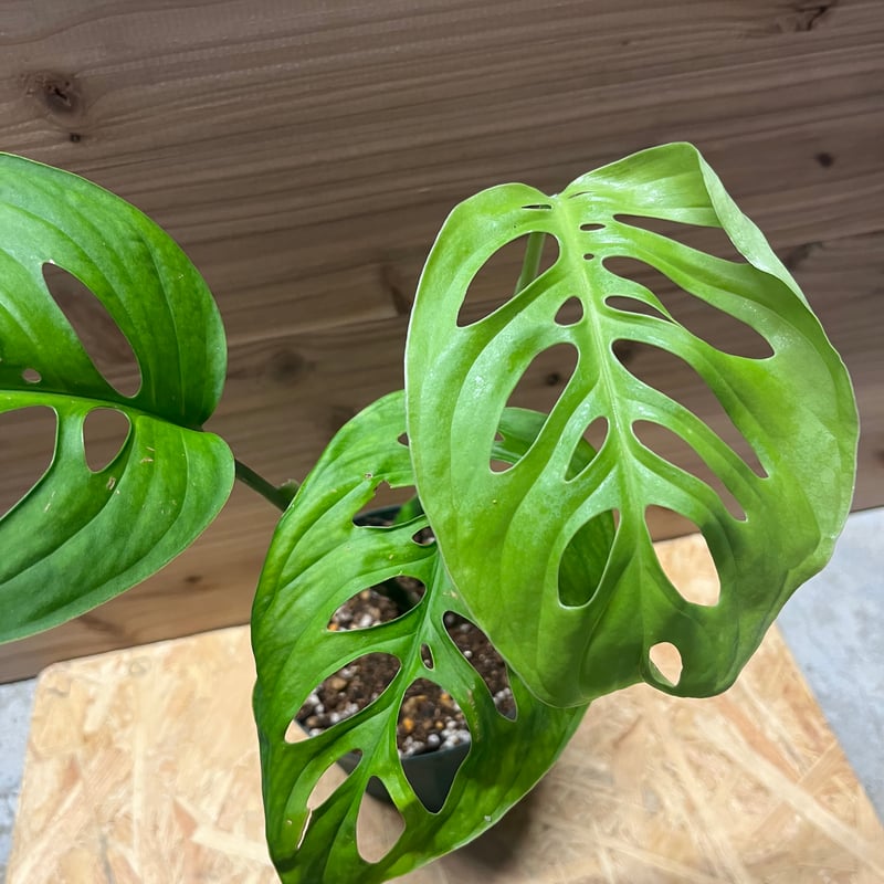 モンステラ　エスケレート 楽天市場】限定8鉢！『モンステラ エスケレート』Monstera