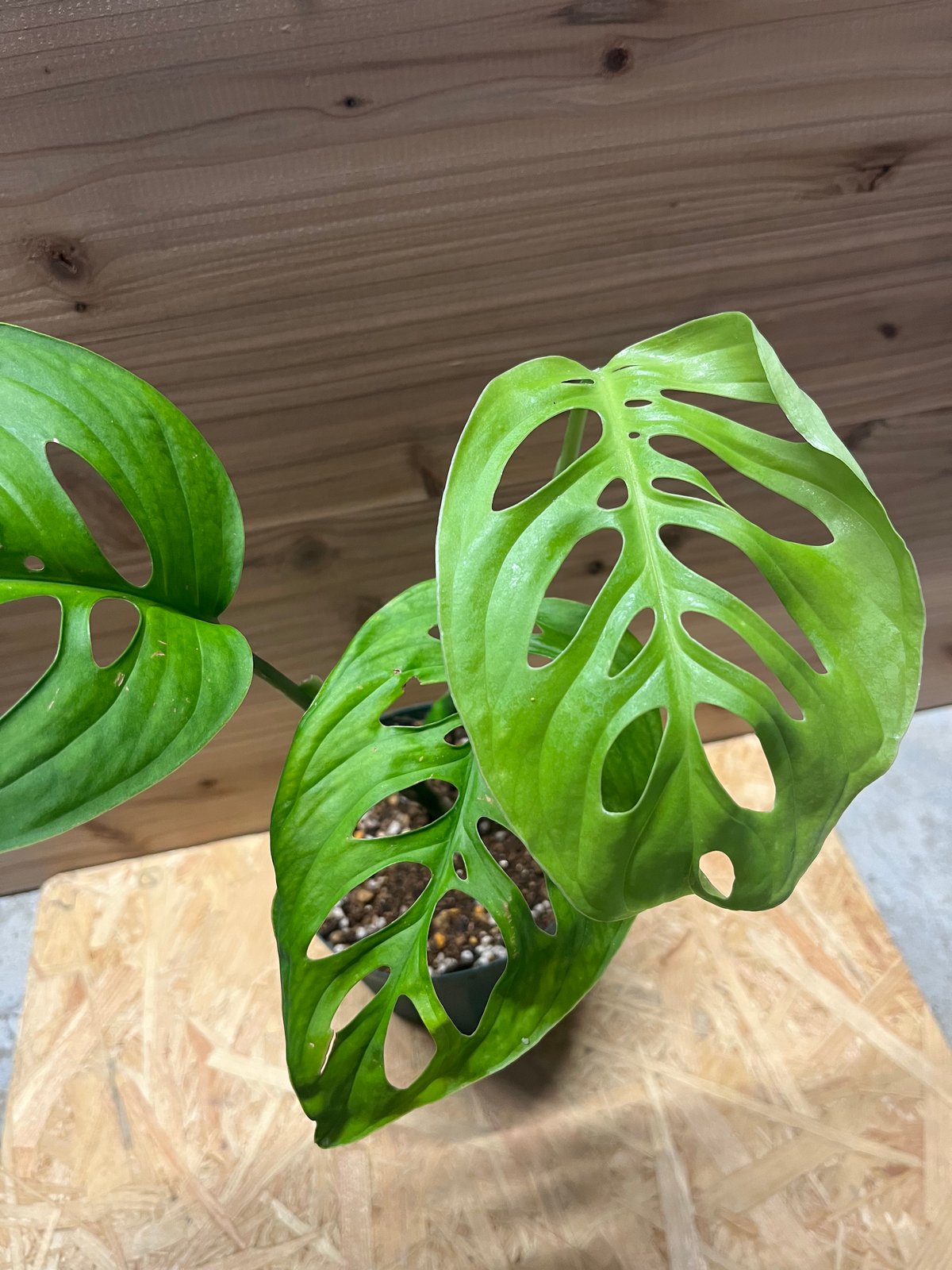 超希少❗️モンステラ　エスケレート✨ Amazon｜希少種激レアモンステラ【エスケレート】観葉植物