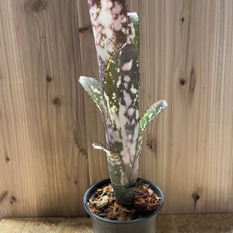 ブロメリア・エアープランツ Billbergia Merrie Monarch ビルベルギア メリーモナーク | GREEN LUCK