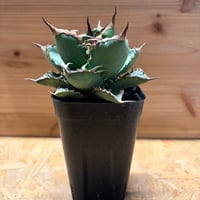 アガベ　チタノタ　'黒犀牛'
