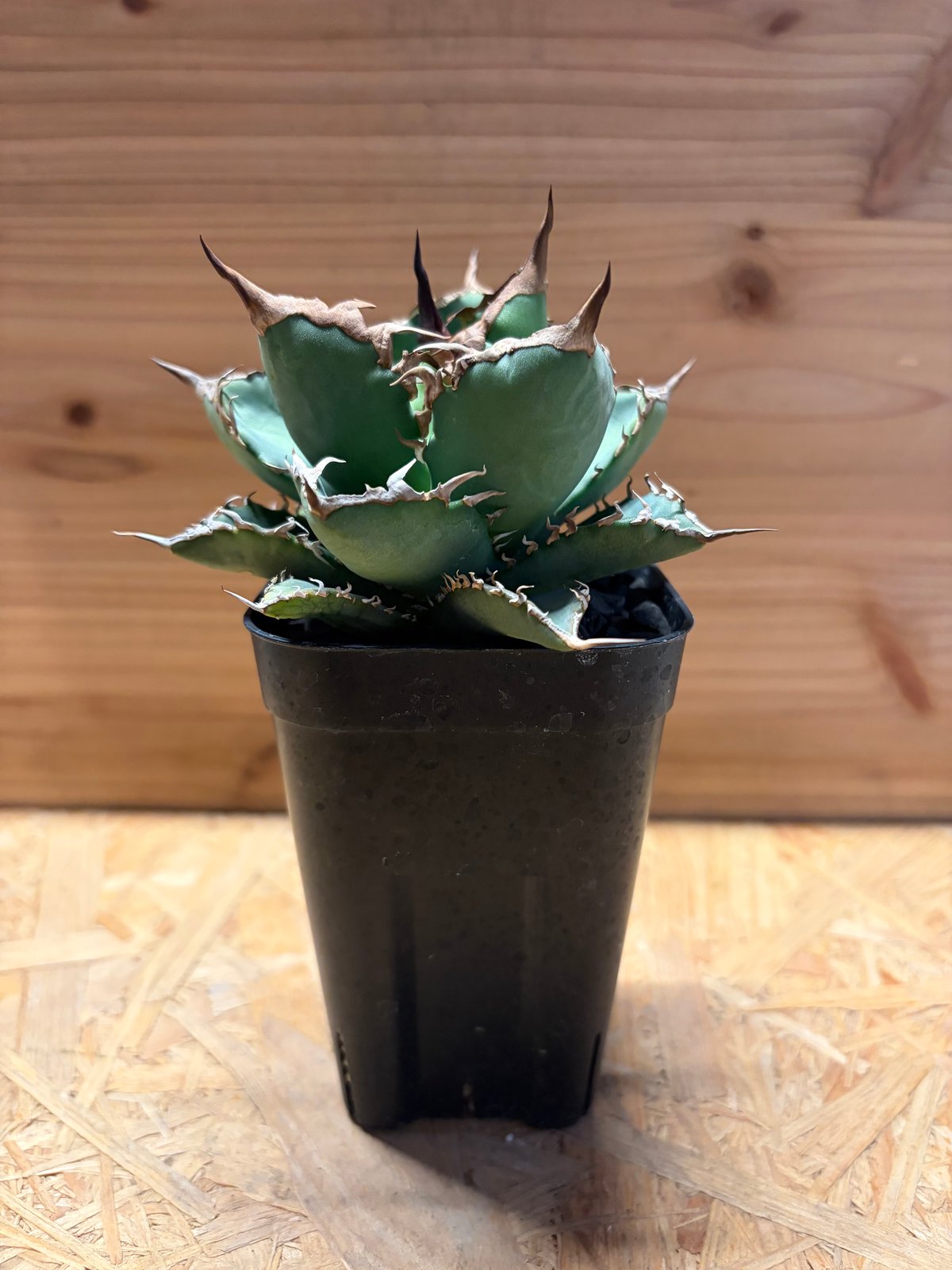 アガベ チタノタ '黒犀牛' | GREEN LUCK