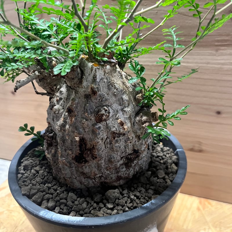 パカプ　オペルクリカリア パキプス オペルクリカリア パキプス | Green Shop MITSUBACHI