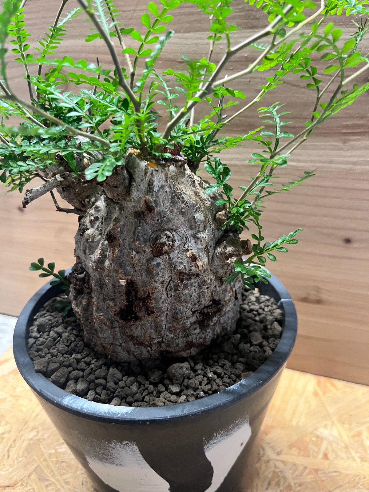 オペルクリカリア パキプス | GREEN LUCK