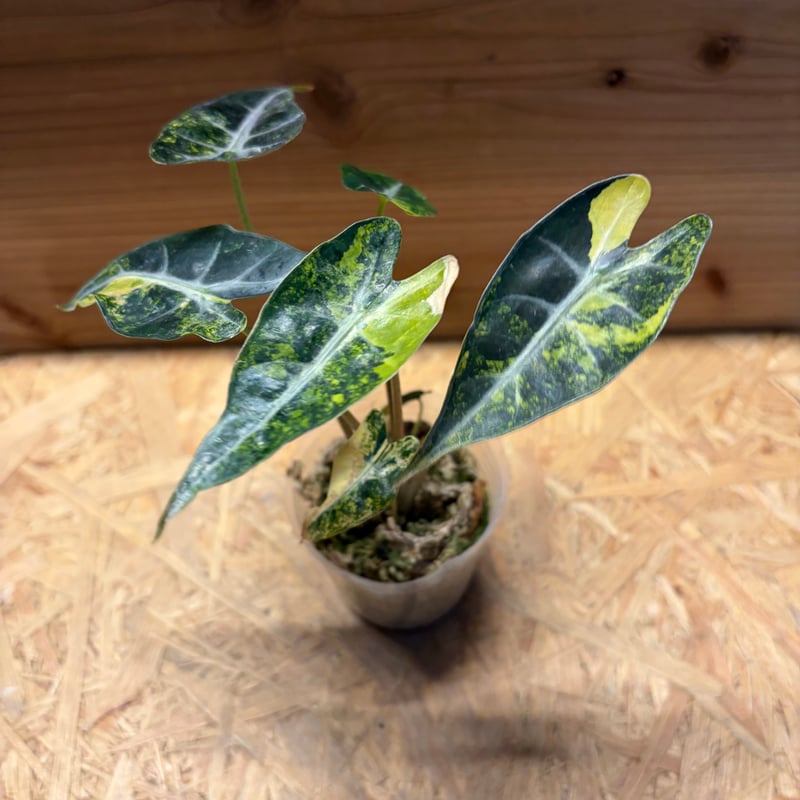 アロカシア バンビーノ イエローバリエガータ | GREEN LUCK