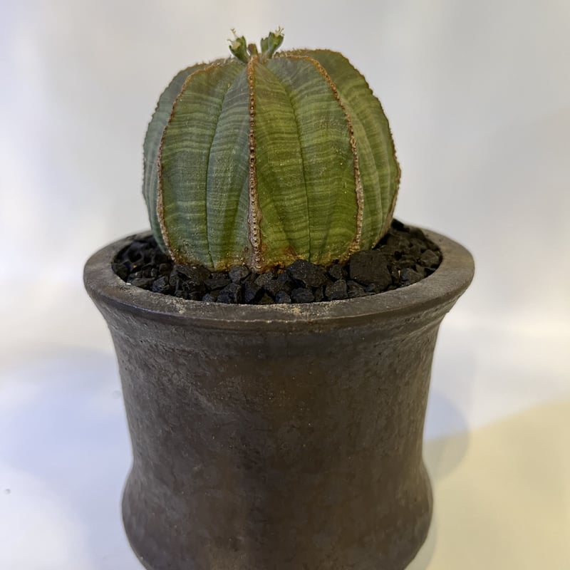 ユーフォルビア オベサ×土京鉢 | GREEN LUCK