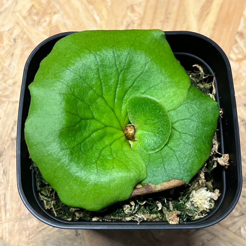 ビカクシダ コロナリウム Platycerium coronarium⑮ Platycerium coronarium ビカクシダ コロナリウム ビカクシダ