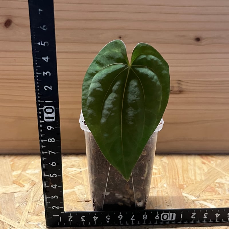 アンスリウム　ドレスレリ　ダーク アンスリウム ドレスレリー ダーク | GREEN LUCK