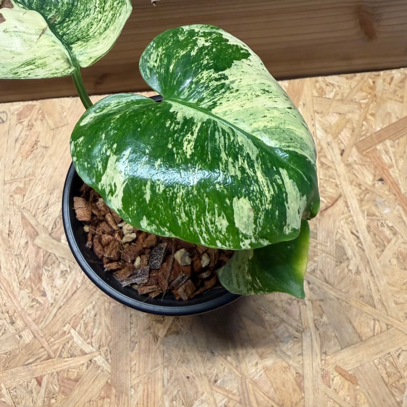 モンステラ デリシオーサ 'サイアムミント' | GREEN LUCK