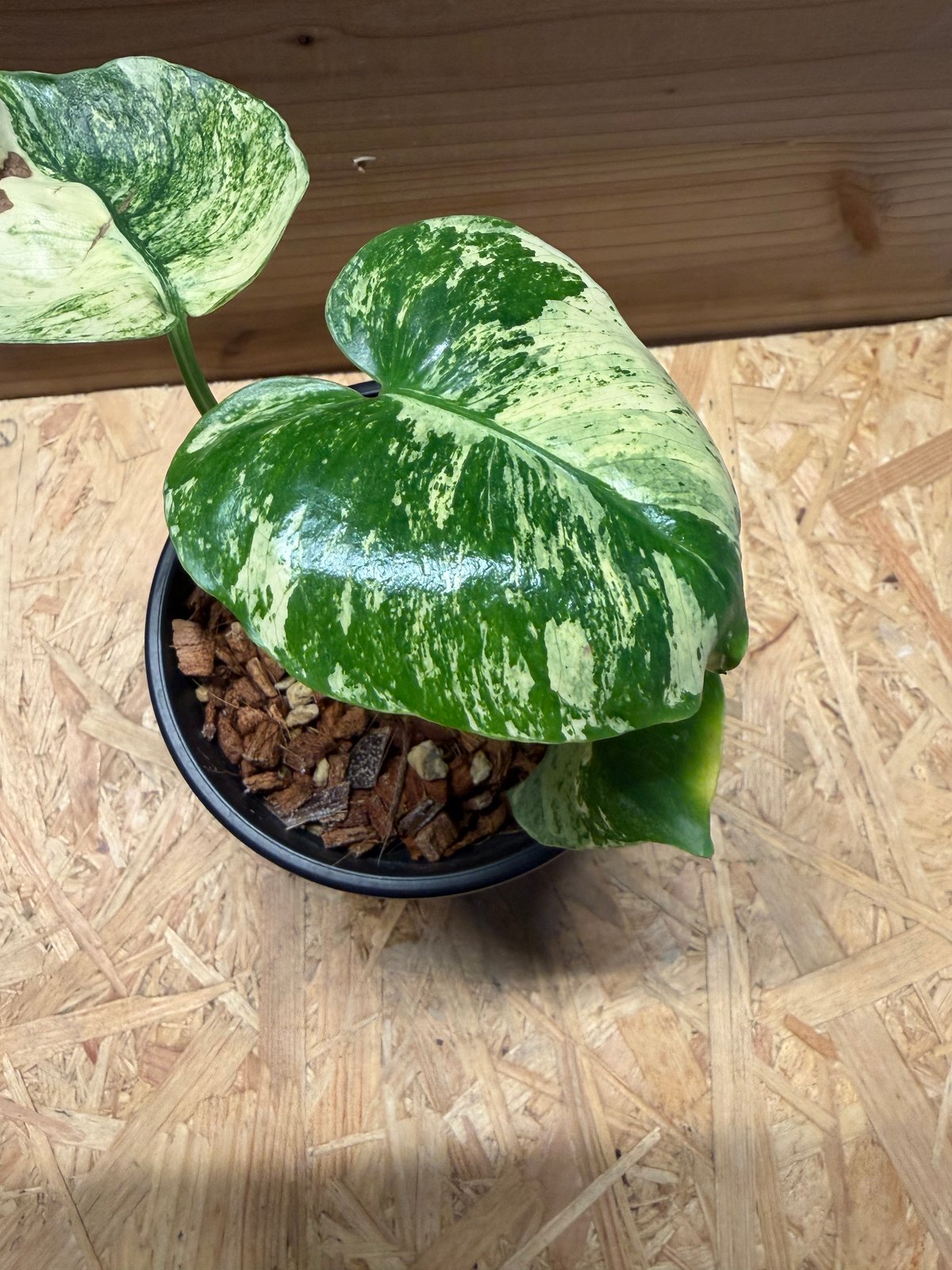 格安 極上 モンステラ サイアムミント モンステラ デリシオーサ 'サイアムミント' | GREEN LUCK