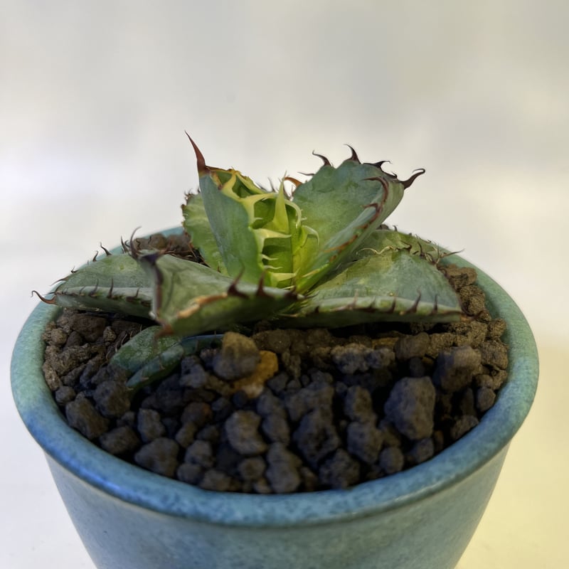 アガベ チタノタ ブラック&ブルー×伝市鉢 | GREEN LUCK