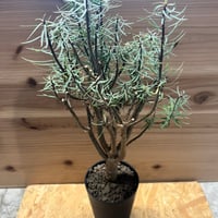 パキポディウム ドラケイ | GREEN LUCK