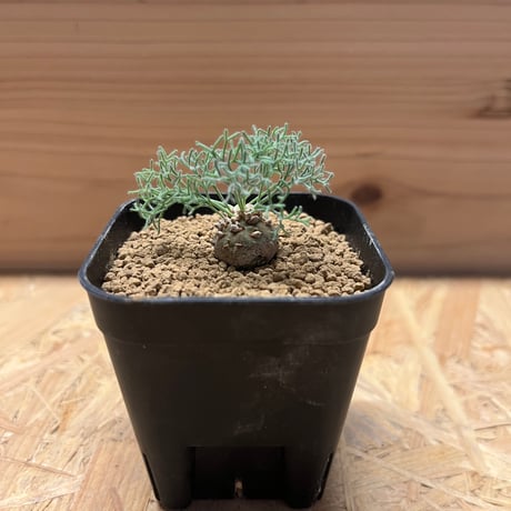 モンソニアペニクリナム | STORES