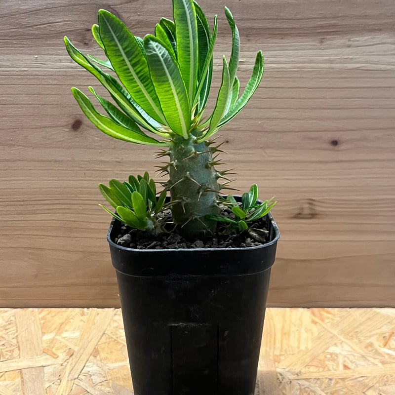 パキポディウム　アンボンゲンセ　現地株 パキポディウム アンボンゲンセ | GREEN LUCK