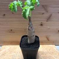 キフォステンマ　ユター