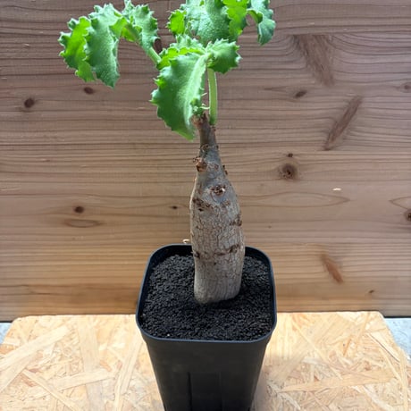キフォステンマ　ユター