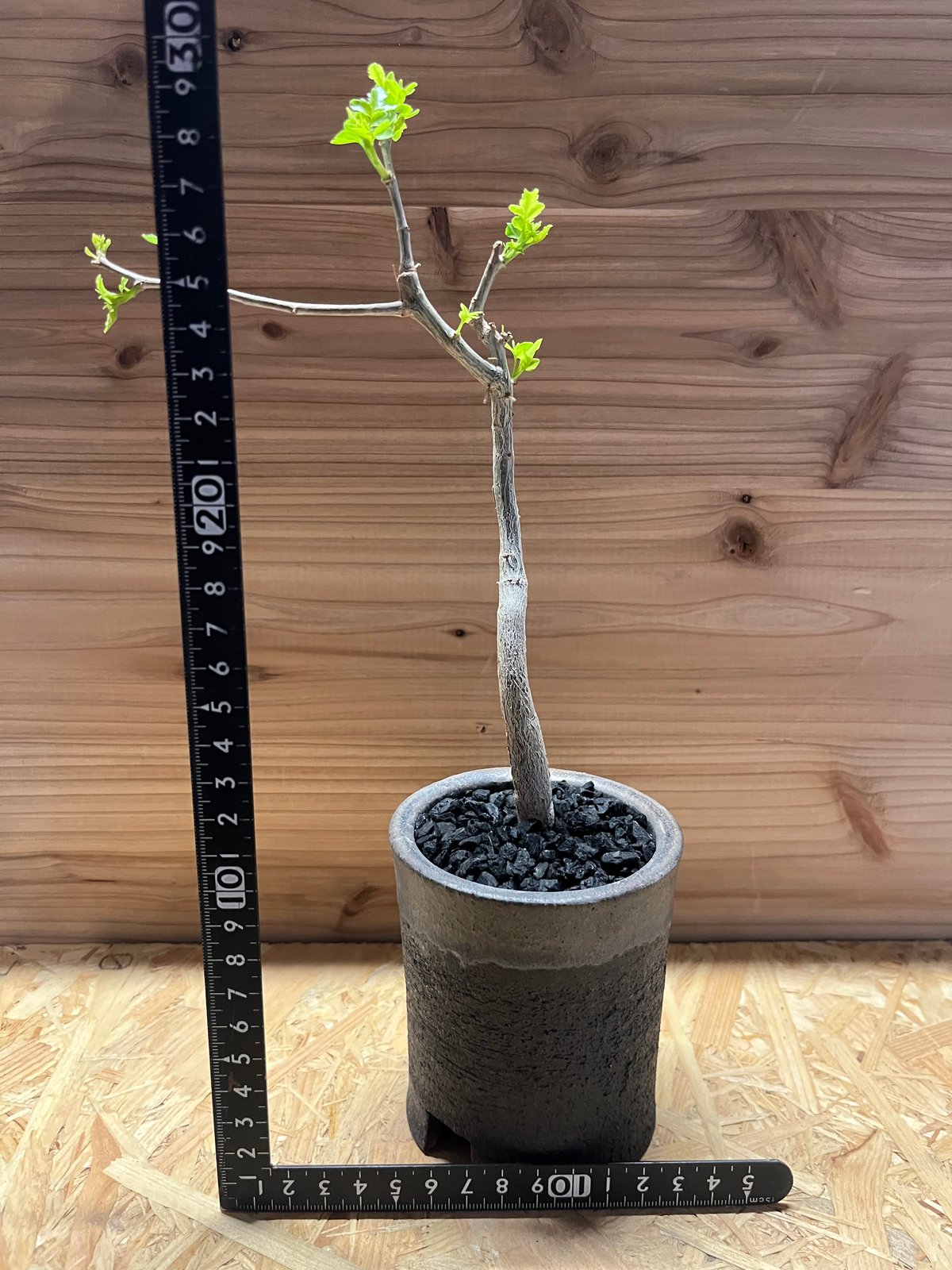 ブルセラ ファガロイデス×かみ山陶器 | GREEN LUCK