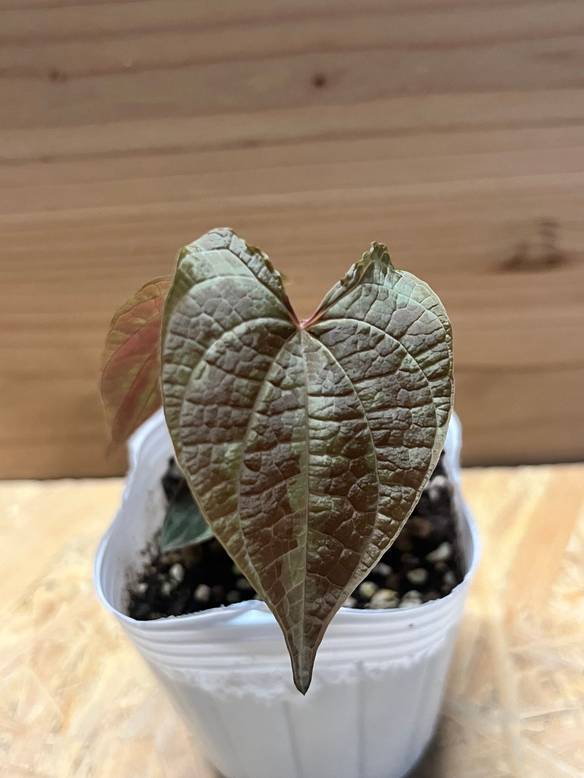 ディオスコレア ドデカネウラ | GREEN LUCK