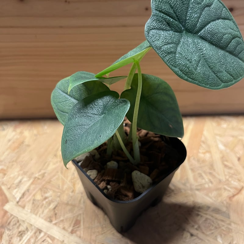 アロカシア メロ アルボ