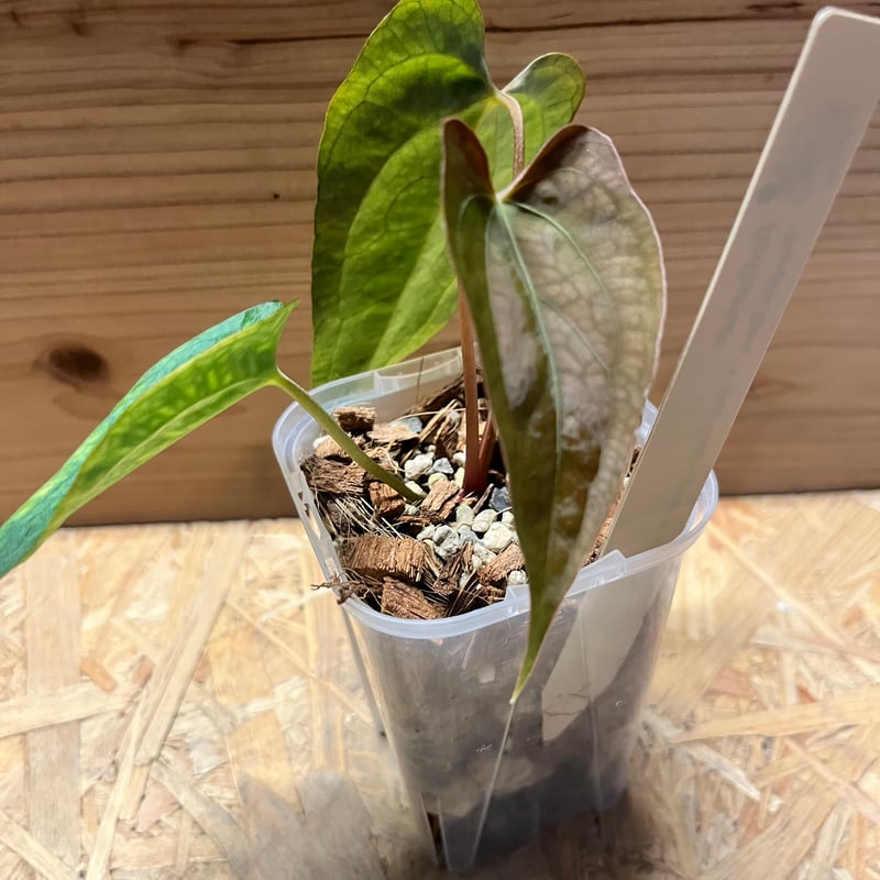 【HS】アンスリウム　パンプキンスパイス 🎃Anthurium 'Pumpkin Spice' 🎃 かぼちゃ色の新葉が硬化して落ち着く