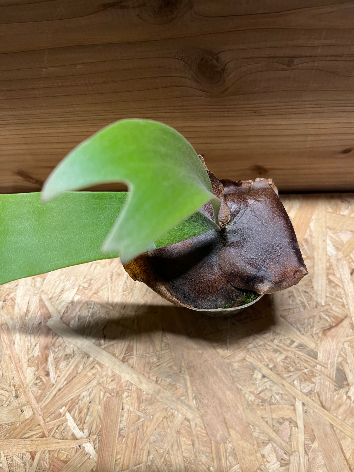 ビカクシダ SSフーン確認用 ビカクシダ SSフーン | GREEN LUCK