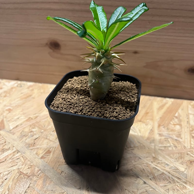 パキポディウム　アンボンゲンセ パキポディウム アンボンゲンセ | GREEN LUCK