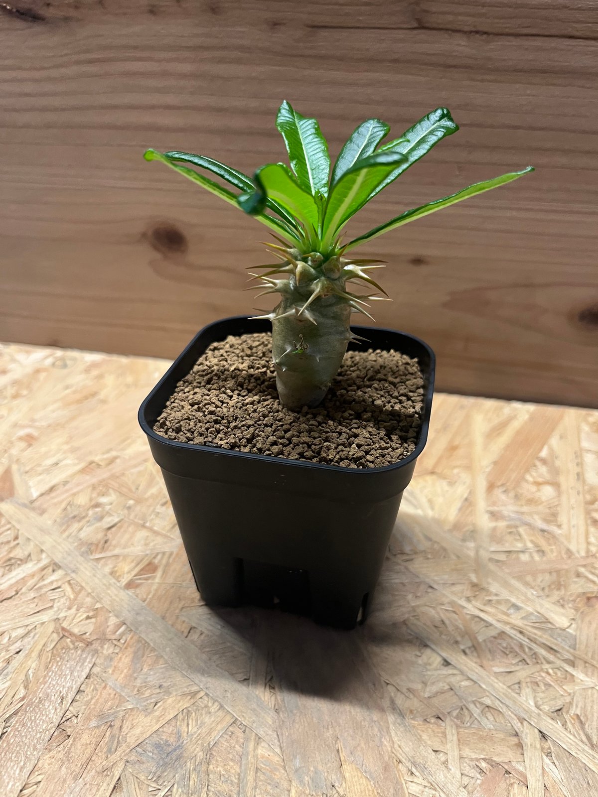 パキポディウム アンボンゲンセ | GREEN LUCK