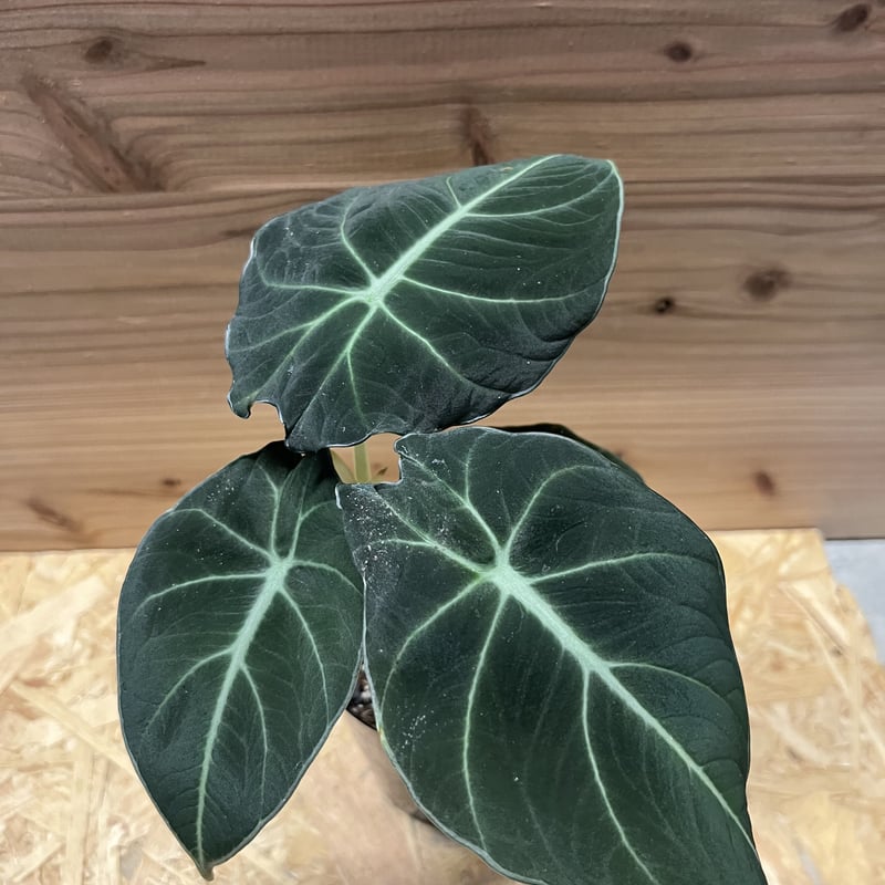 ＊* アロカシア ブラックベルベット 斑入り ＊* お芋から育てた子♪② アロカシア ブラックベルベット 斑入り | GREEN LUCK