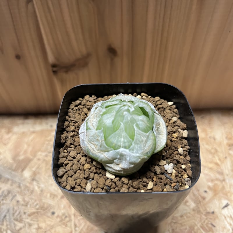 ハオルチア ロックウッディー | GREEN LUCK