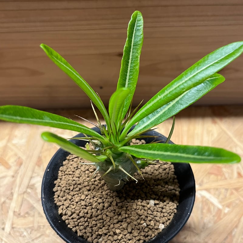 パキポディウム アンボンゲンセ | GREEN LUCK