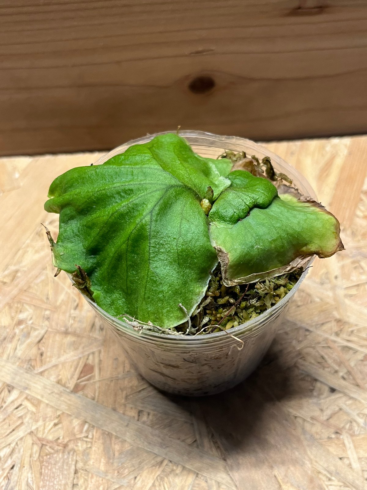 SALE中【胞子培養株】ビカクシダ リドレイ 板付け 15