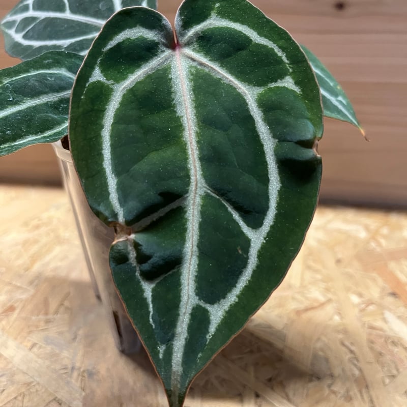 アンスリウム スカーレット | GREEN LUCK