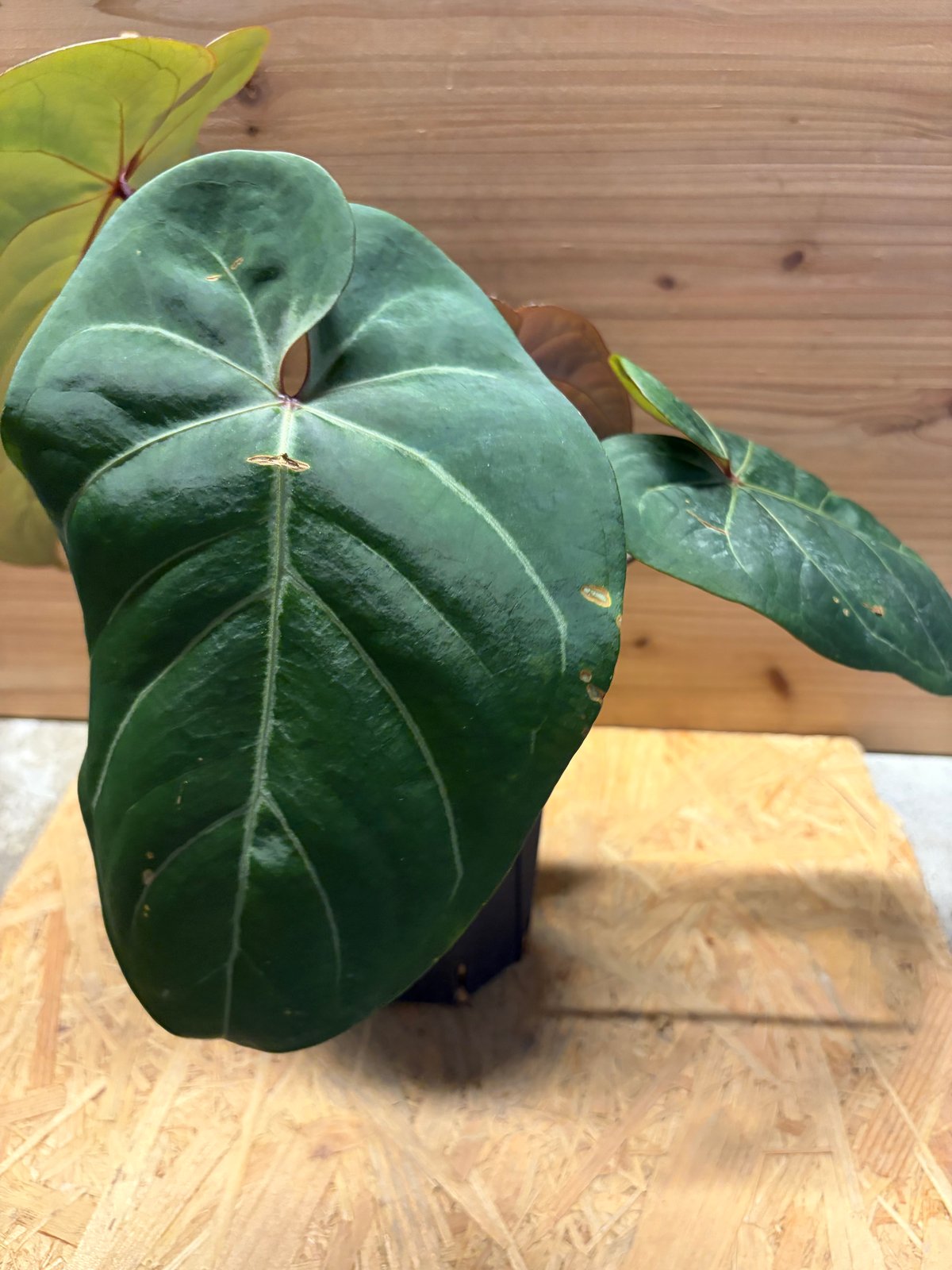 アンスリウム クライン（）美株 新葉あり ベルベット系 観葉植物