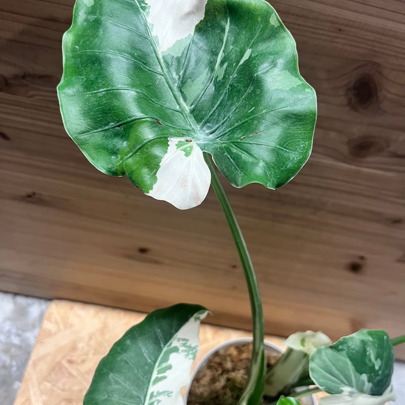 斑入りクワズイモ アロカシア オドラ | GREEN LUCK