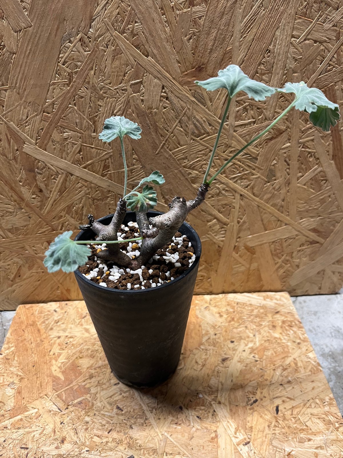 ペラルゴニウム ミラビレ | GREEN LUCK