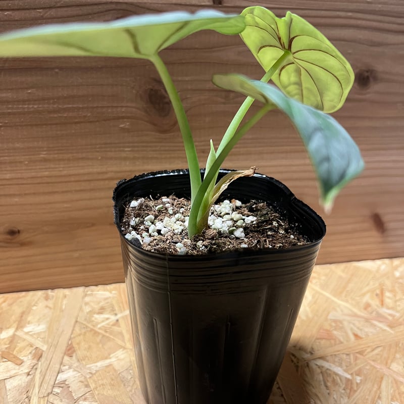アロカシア シルバードラゴン | GREEN LUCK