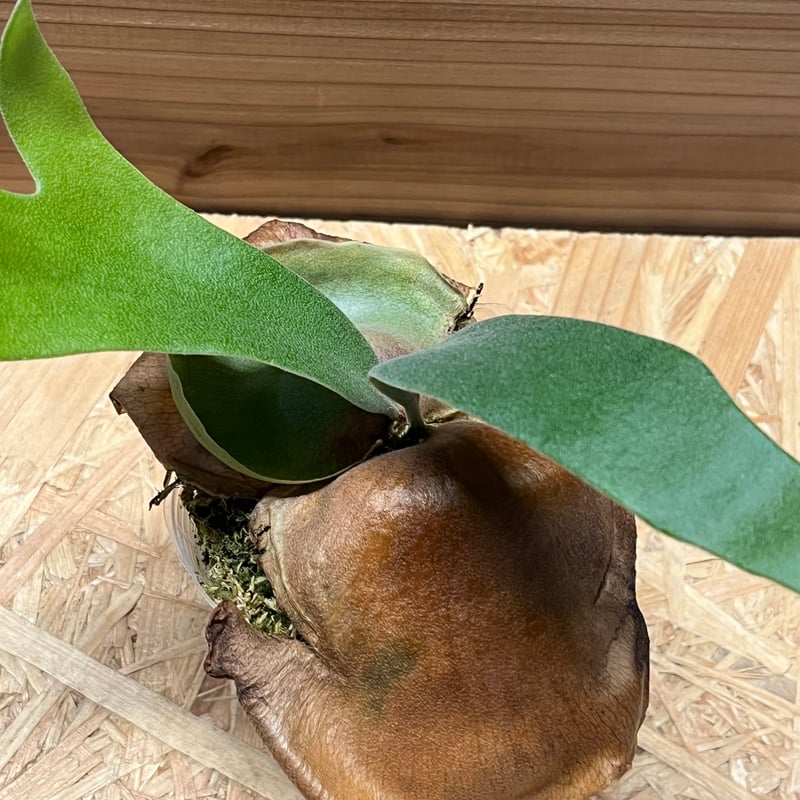 m様専用ビカクシダ フーンシキ | GREEN LUCK