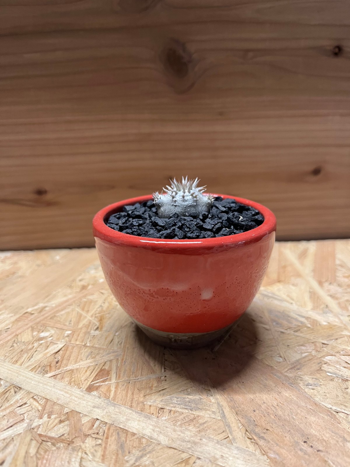 【引き取り限定】【10本セット】パキポディウム グラキリス 恵比寿大黒等 引き取り限定】【10本セット】パキポディウム グラキリス 恵比寿大黒等