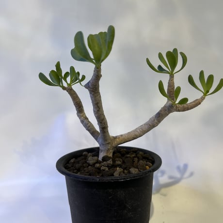 オトンナフルカタ | STORES