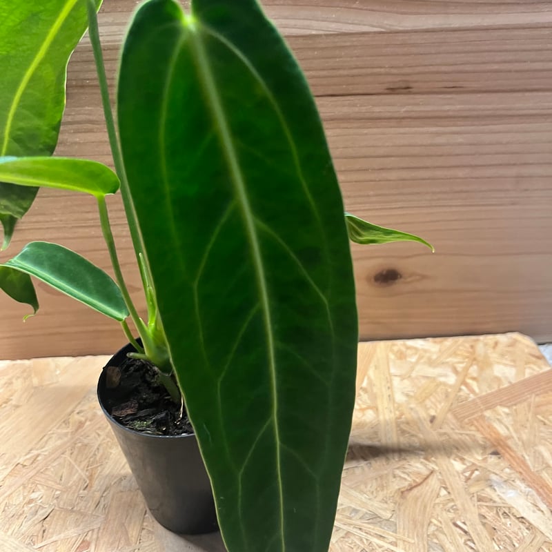 アンスリウム ワロクアーナム 葉長26cm アンスリウム ワロクアーナム / Anthurium Warocqueanum㉗