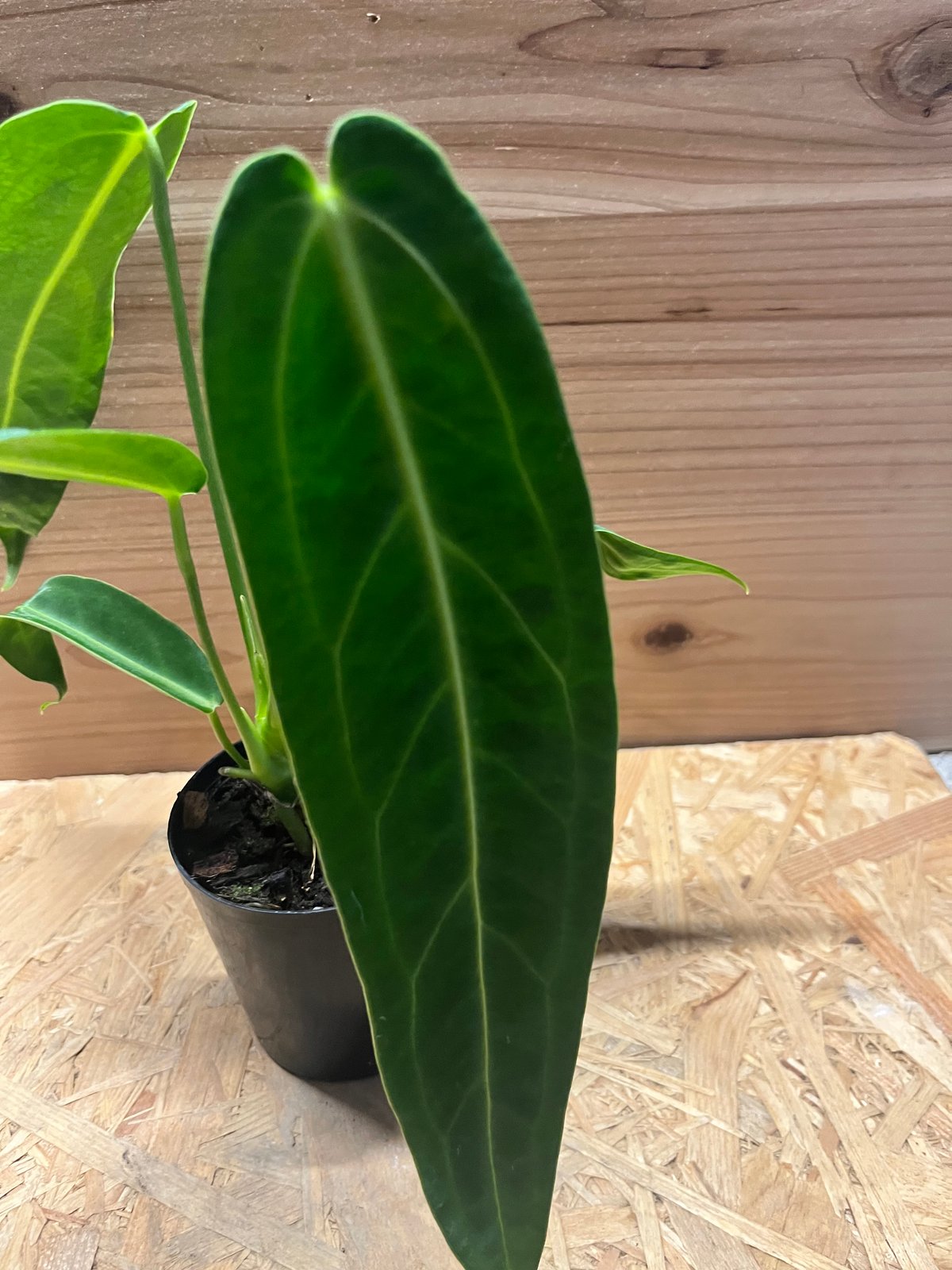 アンスリウム ワロクアナム | GREEN LUCK