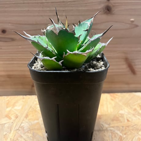 アガベチタノタハデス | STORES